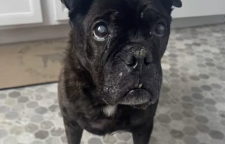 Hond bij de McDonald's