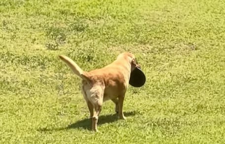 Incuriosita dal cane che esce con la ciotola vuota, lo segue e scopre il suo segreto