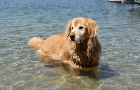 Zwemmende hond