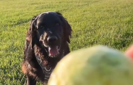 chien balle
