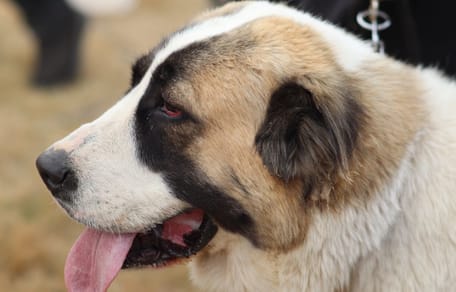 Chien berger d'asie centrale