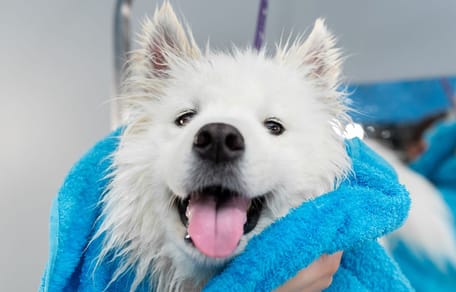 chien blanc bain