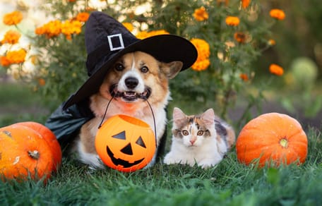 chien bonbons halloween