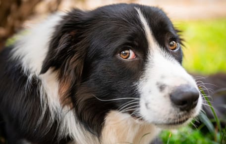 chien Border Collie