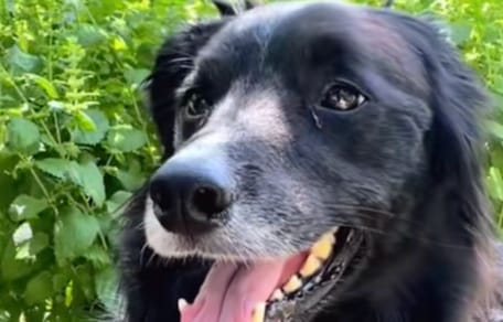 chien Border Collie