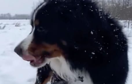 Bernese Mountain Dog