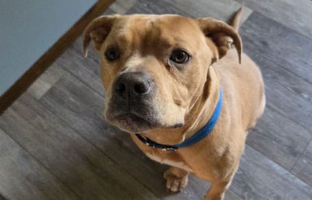 Cane Pitbull beige guarda verso l'obiettivo