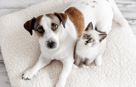 chien chat