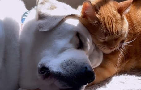 Hund und Katze schlafen