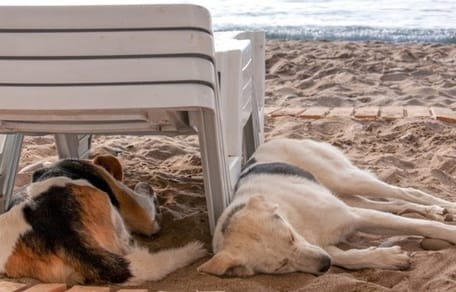 Chien chaleur plage