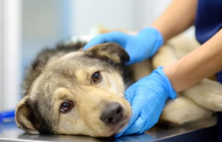 Hund beim Tierarzt