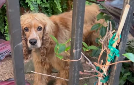 chien cocker