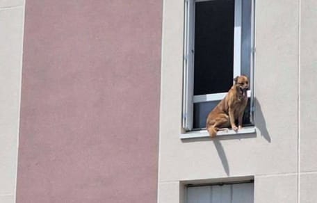 Chien coincé fenêtre