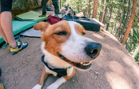 Chien Corgi