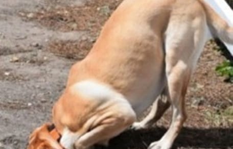 Hund buddelt im Garten