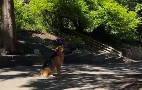 Chien croisé