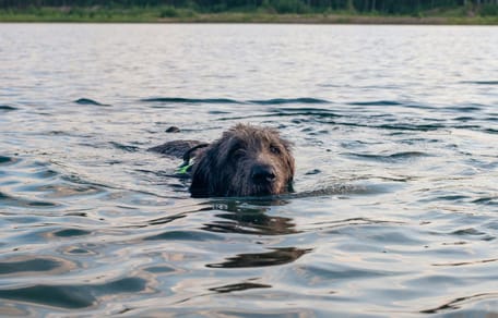 Chien dans l'eau