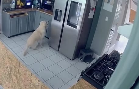 Hund in der Küche