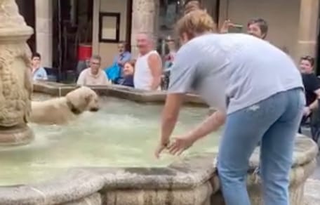Chien dans la fontaine