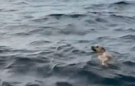 Cane in mare