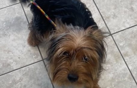 Chien dans la rue