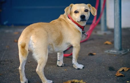 Cane per strada