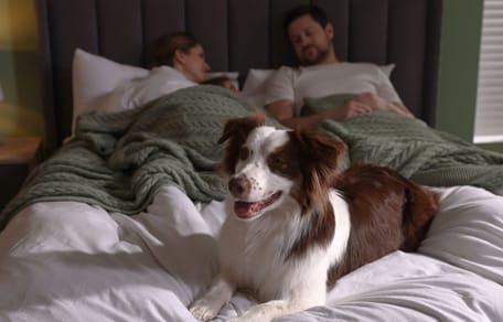 Chien dans le lit