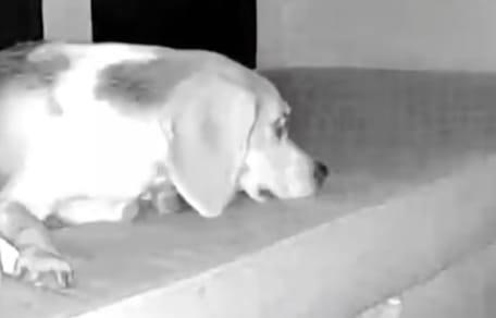 Cane al buio