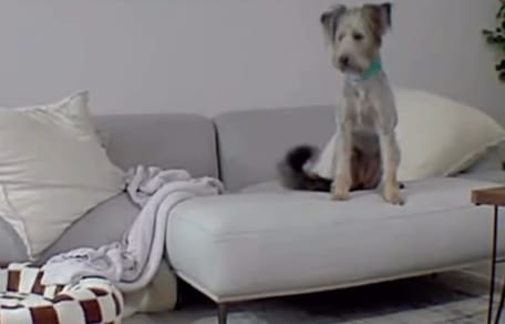 Hund im Wohnzimmer