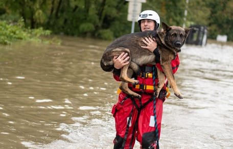 Chien dans les inondations