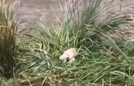 Dog in the reeds