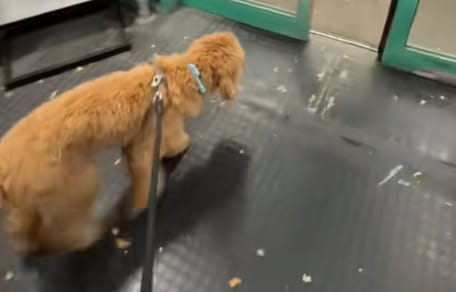 Chien dans magasin