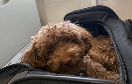 cane in un aereo