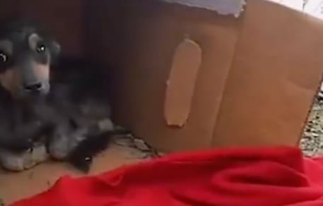 Hond in een kartonnen doos