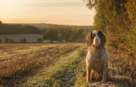 Hond in een veld