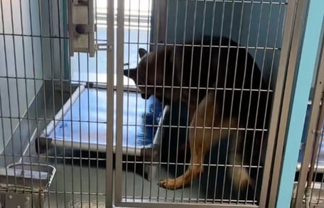 Hond in een kennel