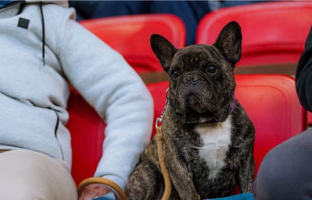 Chien dans un stade