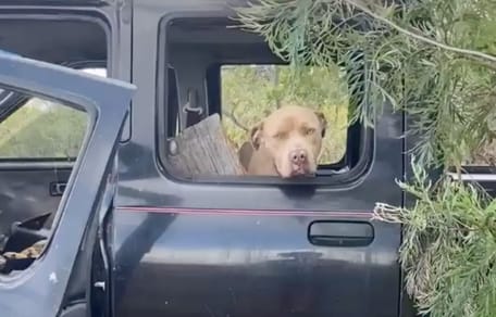 Triste découverte dans une décharge : un chien attend dans une voiture qu'on le conduise en lieu sûr (vidéo)