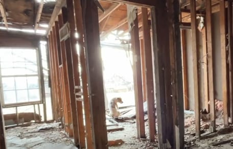 chien dans une maison abandonnée