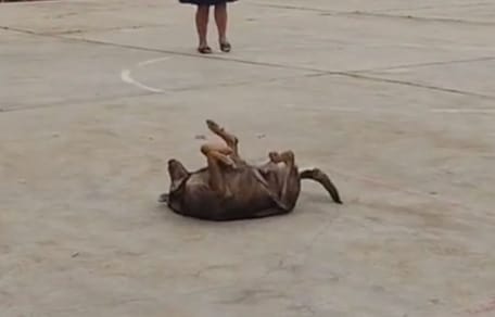 Chien danse