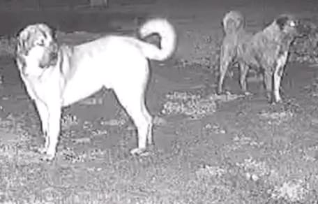 Perro pastor en granja