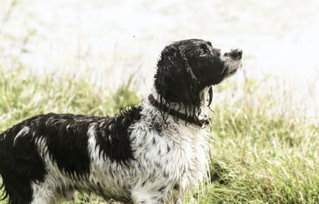 Jagdhund