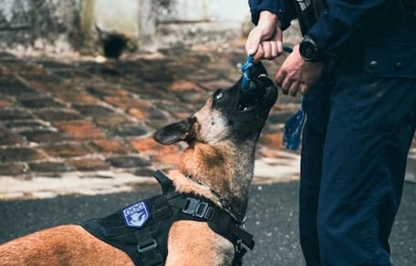 Police dog