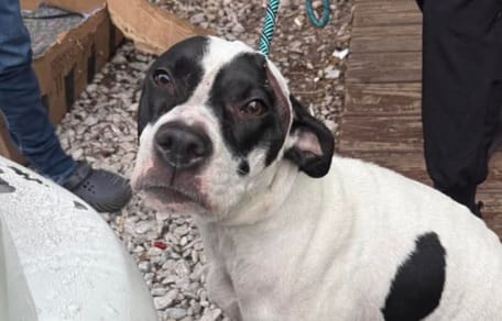 « La boîte a craqué sous le poids » : le choc des sauveteurs face à cet abandon massif de 21 chiots