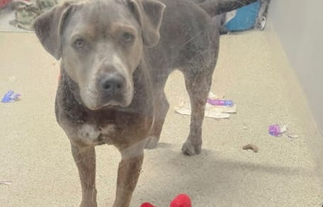 A rescue dog in a shelter