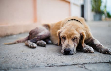 Cane depresso e abbandonato