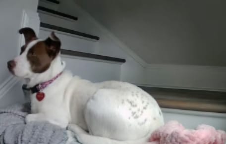Chien devant la porte
