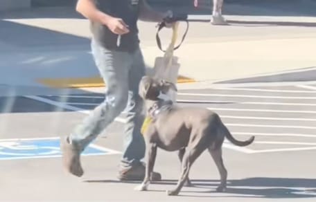 Chien devant le refuge