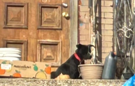 Cane davanti a una casa