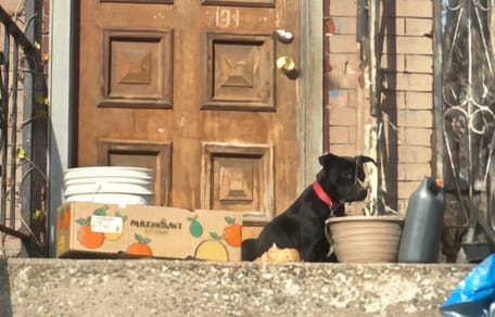 Chien devant une maison